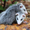 opossum_patty